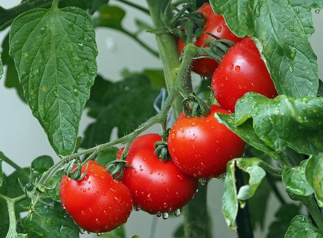 Ilustrativna fotografija rajčice