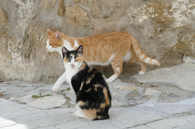 Ilustrativna fotografija uličnih mačaka