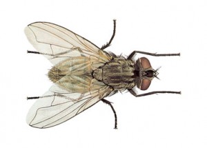 Ilustrativna fotografija kućne muhe